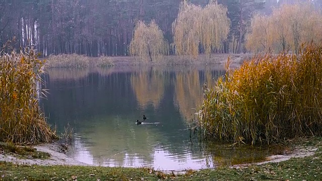 鸭子在湖里游泳。秋天的公园视频素材