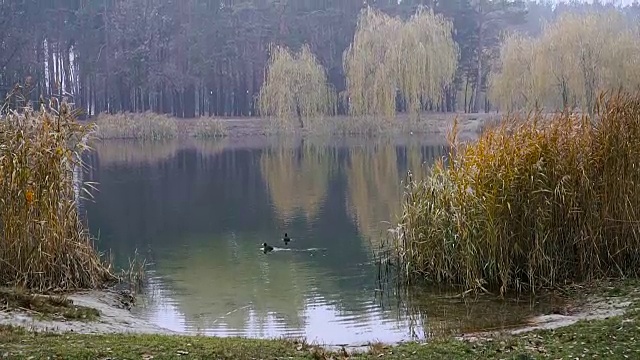 鸭子在湖里游泳。秋天的公园视频素材