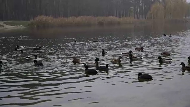 鸭子在湖里游泳。秋天的公园视频素材