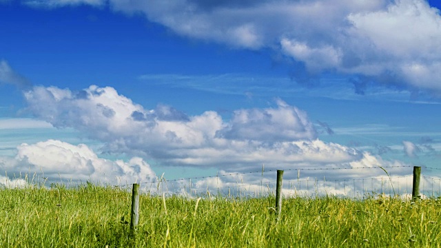 自然景观Cinemagraphs -夏季草地视频下载