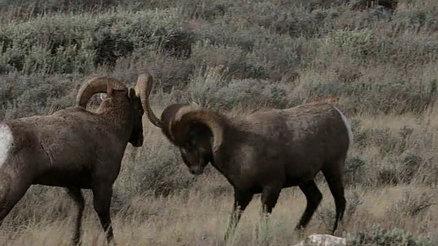 MS 4K拍摄与声音，大角羊(Ovis canadensis)在车辙期间撞头视频素材