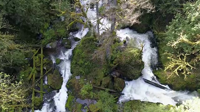 俯瞰湍急的河流，潮湿的苔藓覆盖着巨石树视频素材