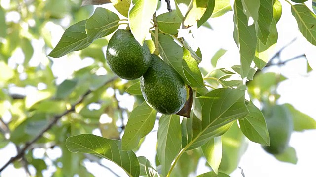 牛油果挂在牛油果树上视频素材