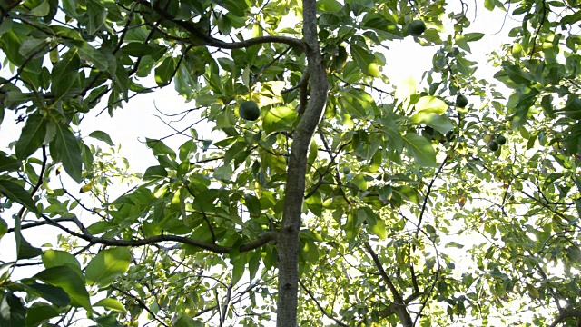 牛油果挂在牛油果树上视频素材