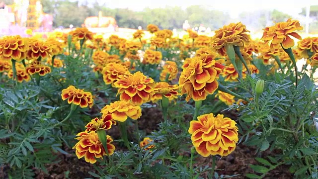 黄色和橙色的万寿菊花视频素材