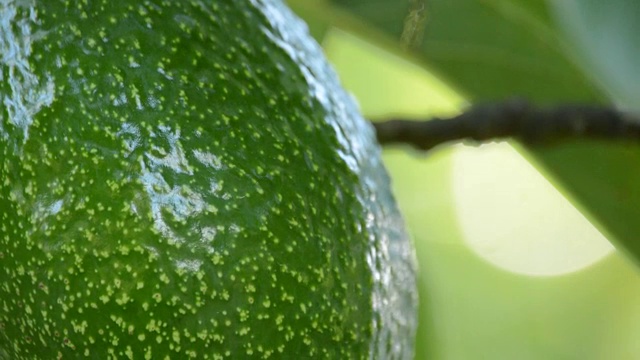 牛油果培根的果皮挂在牛油果树上视频素材