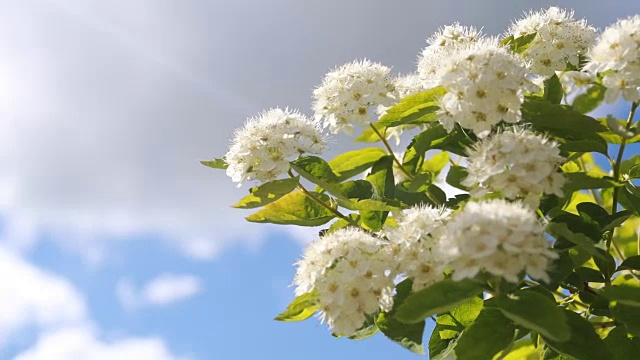 春天的白花在蓝天的映衬下荡漾视频素材