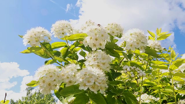 春天的白花在蓝天的映衬下荡漾视频素材