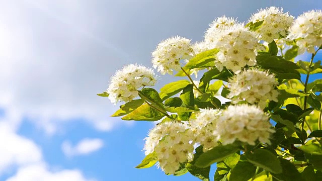 春天的白花在蓝天的映衬下荡漾视频素材