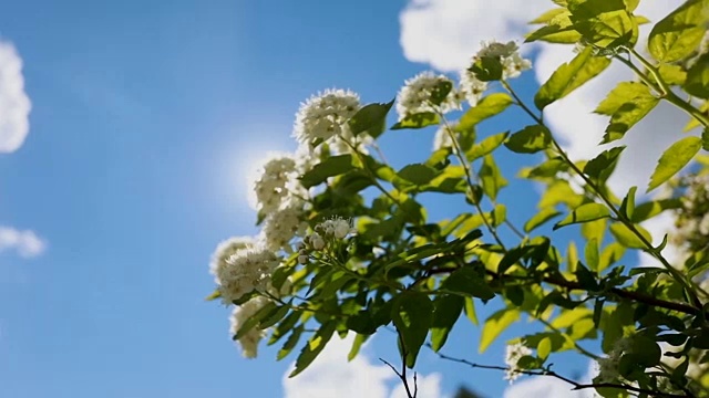 春天的白花在蓝天的映衬下荡漾视频素材