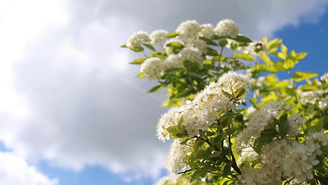 春天的白花在蓝天的映衬下荡漾视频素材