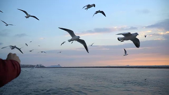 在渡口喂海鸥视频素材