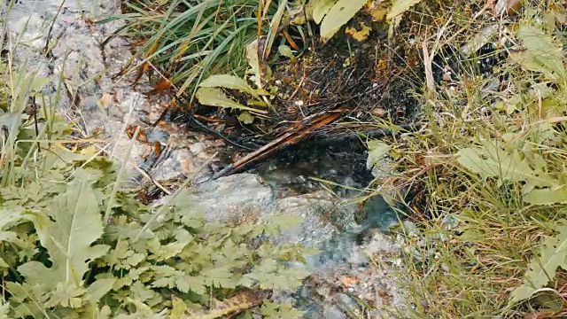 快速流动的山水近距离观看。纯净的山溪，清澈的水，流过一片绿色的区域视频素材