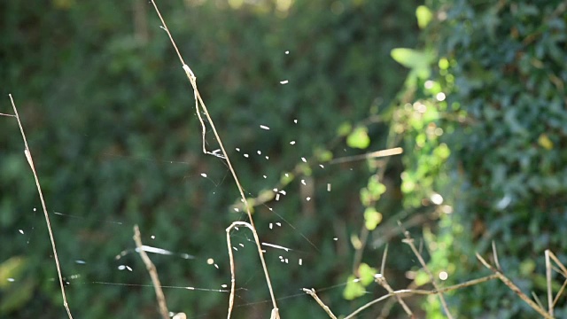 昆虫在秋日的阳光下跳舞视频素材