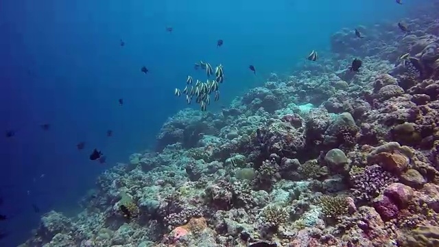 鱼群在清澈的海底水下在马尔代夫的背景。视频素材