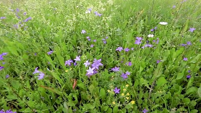 全景甘菊领域视频素材