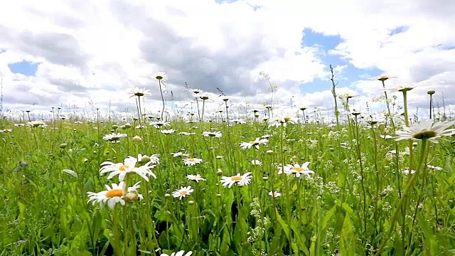 全景甘菊领域视频素材