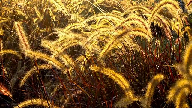 狼尾草(Pennisetum setaceum Chinese fountain grass)的穗状花序有深紫红色的叶子视频素材