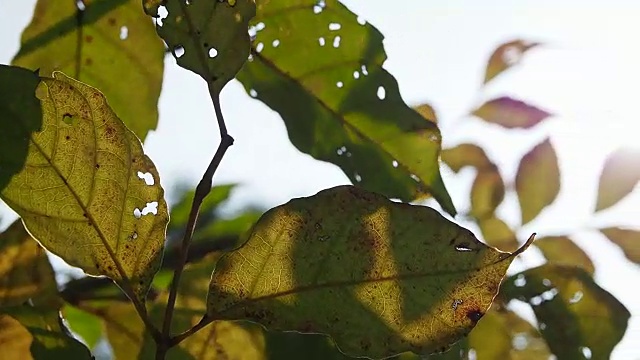 早晨，树上的绿叶反射着阳光视频下载