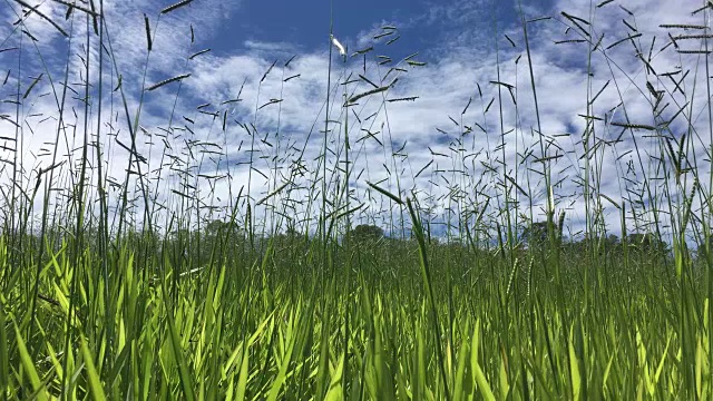 草地上的风，背景是多云的天空视频下载