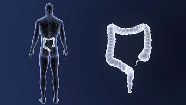 大肠有循环系统视频素材