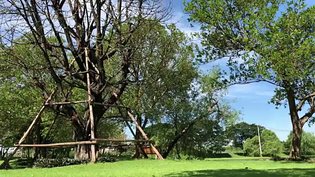 大自然的大树在公园里，绿色的树叶和蓝色的天空视频素材