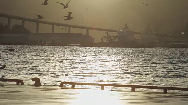 海鸥:日落时分的峡湾视频素材