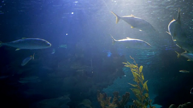 在水族馆里游泳的魟鱼视频素材