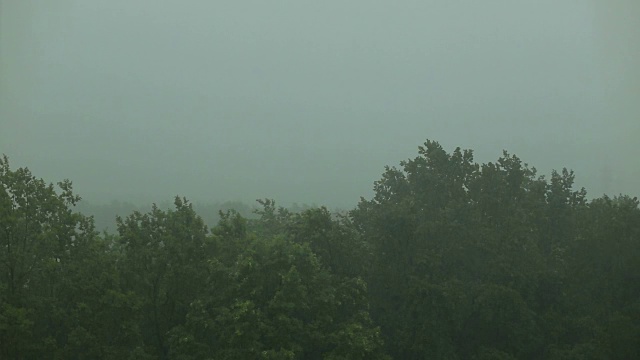 大雨和大风使树木摇晃。飓风。视频素材