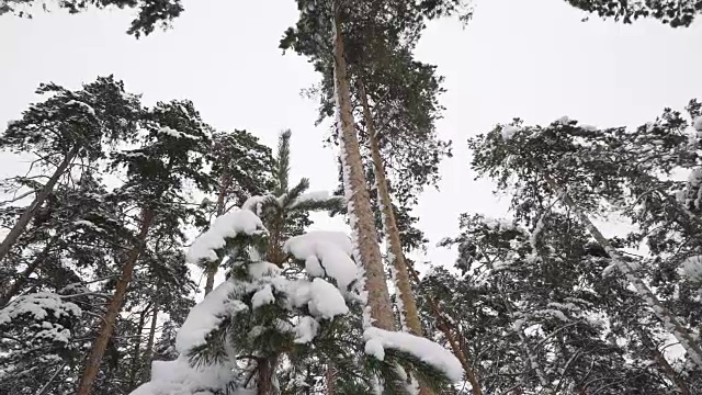 冬天白雪覆盖的forest_8视频素材