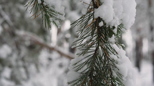 白雪覆盖的松树枝上。视频素材