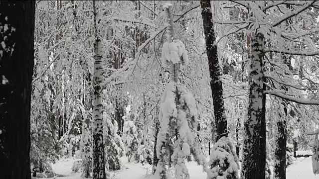 冬天白雪覆盖的forest_1视频素材