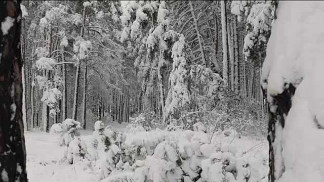 冬天白雪覆盖的forest_5视频素材