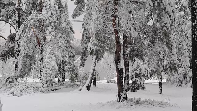 冬天白雪覆盖的forest_2视频素材