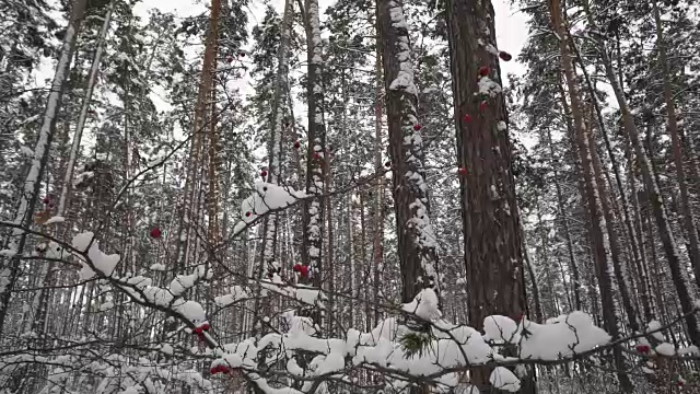 冬天白雪覆盖的forest_10视频素材