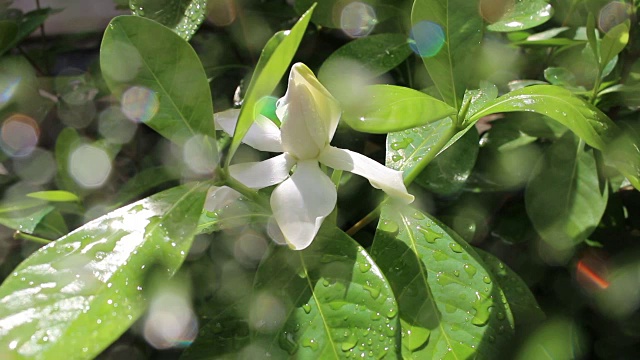 把水滴在白花上视频素材