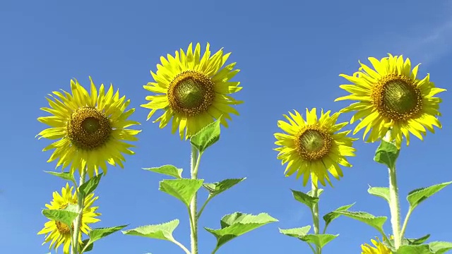 向日葵田视频素材