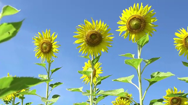 向日葵田视频素材