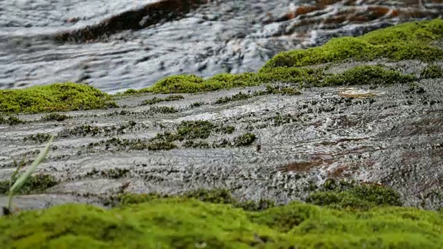 特写蕨类植物视频素材