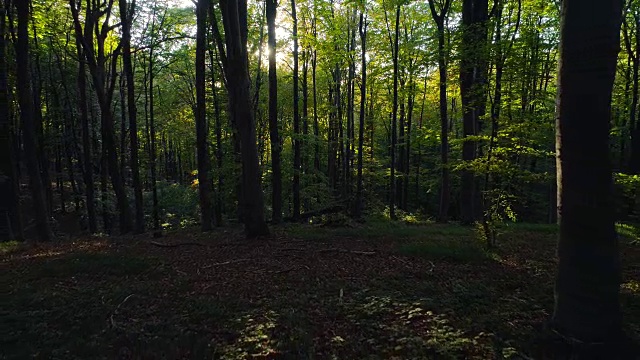 航拍山上秋天的森林树木。大自然绿色木材阳光背景视频素材