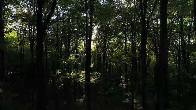 鸟瞰图秋天的森林树木在山上。大自然绿色木材阳光背景。视频素材