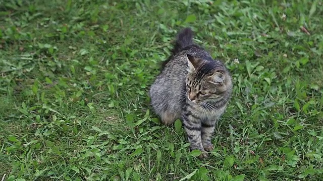 灰色条纹猫坐在绿色的草地上视频下载