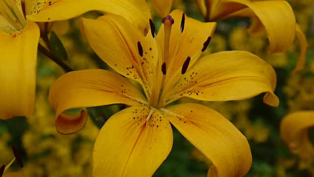 植物百合细节特写高清镜头-草本百合花视频视频素材