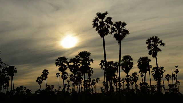 稻田里夕阳下棕榈树的剪影视频素材