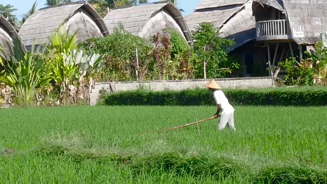 在巴厘岛的稻田里辛勤劳作的农民视频素材