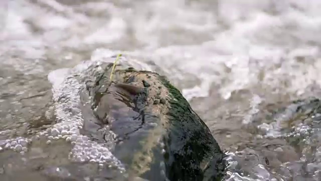 水流过岩石视频素材