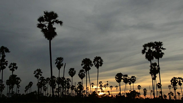 稻田里夕阳下棕榈树的剪影视频素材