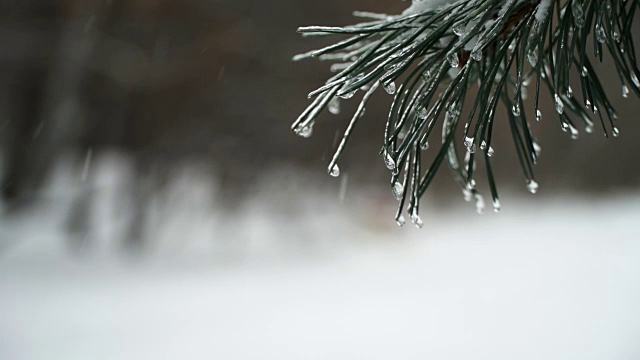 圣诞树背景下的自然雪与轻风在冰柱视频素材