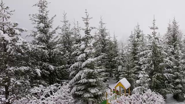 冬天喀尔巴阡的风景，圣诞树在雪地里视频素材