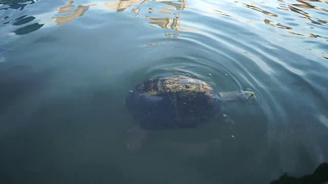 海龟自然水视频素材